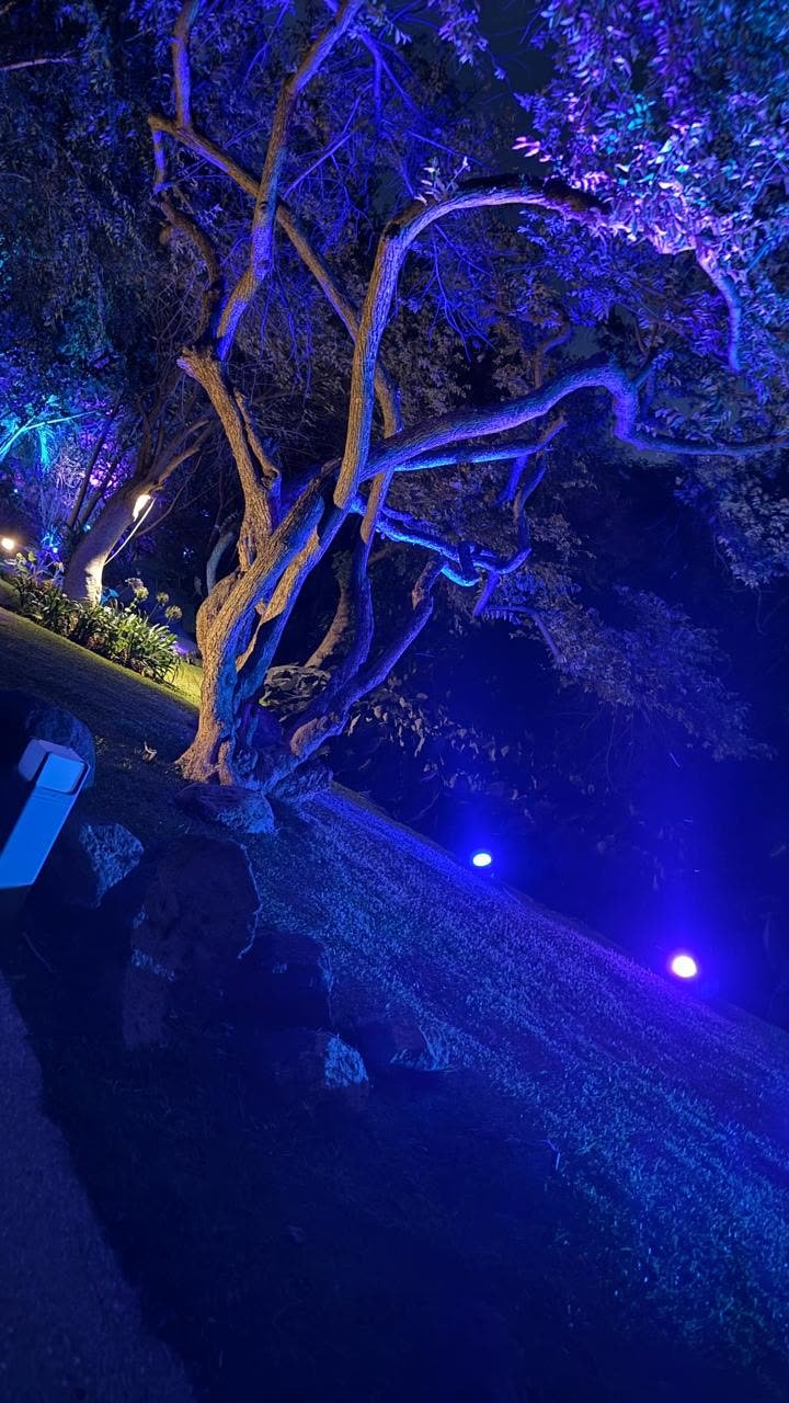 Árboles iluminados en tonos azul y violeta para evento nocturno
